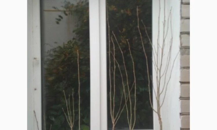 Гибискусы древовидные разных сортов - фото № 5