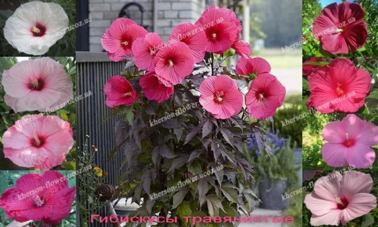 Гибискусы древовидные разных сортов - фото № 8