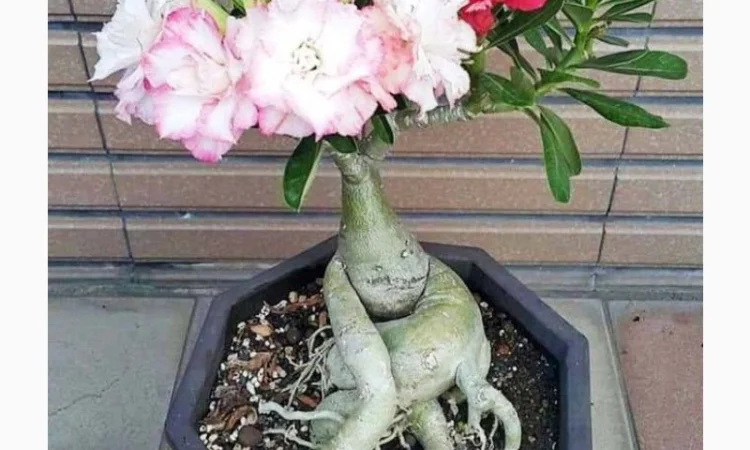 Взрослые разветвленные адениумы - фото № 10