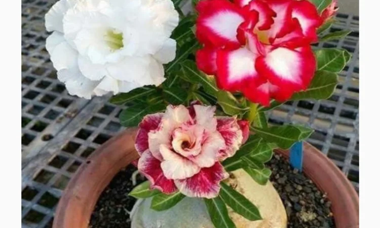 Взрослые разветвленные адениумы - фото № 11