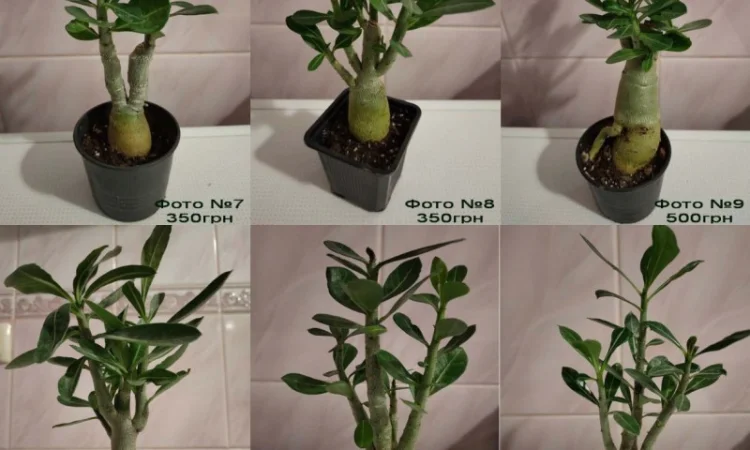 Взрослые разветвленные адениумы - фото № 2