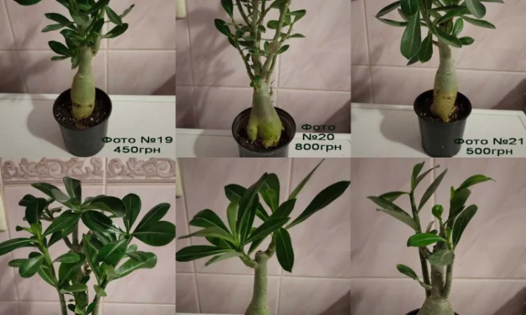 Взрослые разветвленные адениумы - фото № 3