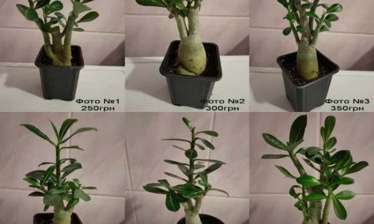 Взрослые разветвленные адениумы - фото № 4