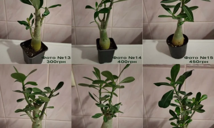 Взрослые разветвленные адениумы - фото № 5