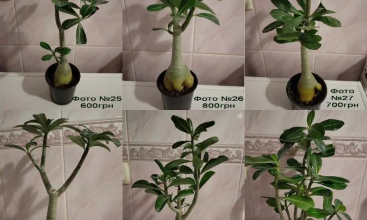 Взрослые разветвленные адениумы - фото № 6