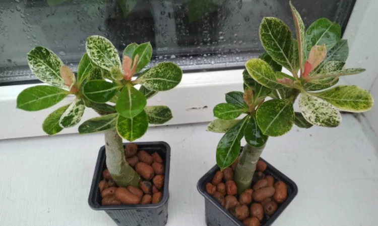 Взрослые разветвленные адениумы - фото № 7