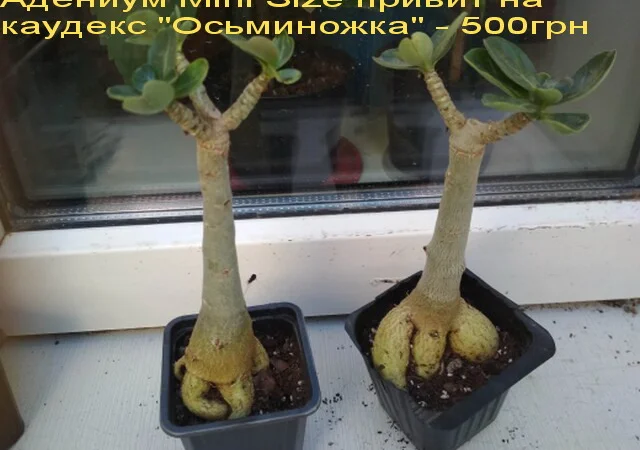 Взрослые разветвленные адениумы - фото № 8