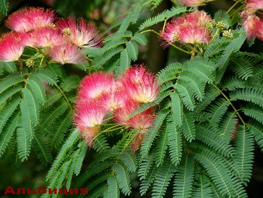 Многолетние декоративные растения - фото № 16