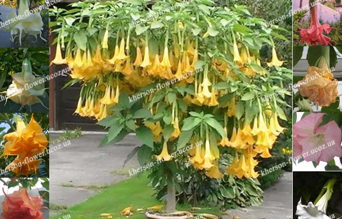 Многолетние декоративные растения - фото № 14