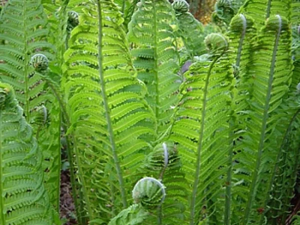 Многолетние декоративные растения - фото № 7