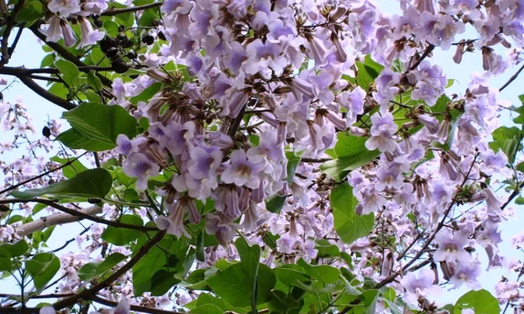 Многолетние декоративные растения - фото № 6