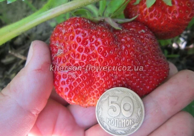 Многолетние декоративные растения - фото № 4