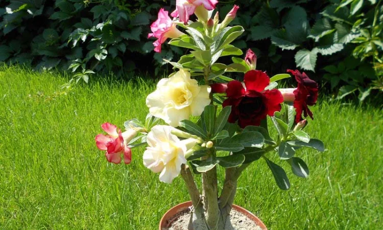 Мультипрививки махровых адениумов - фото № 1