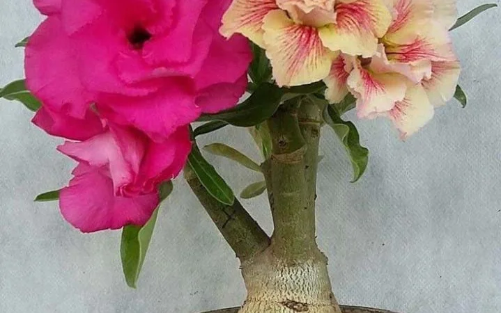 Мультипрививки махровых адениумов - фото № 2