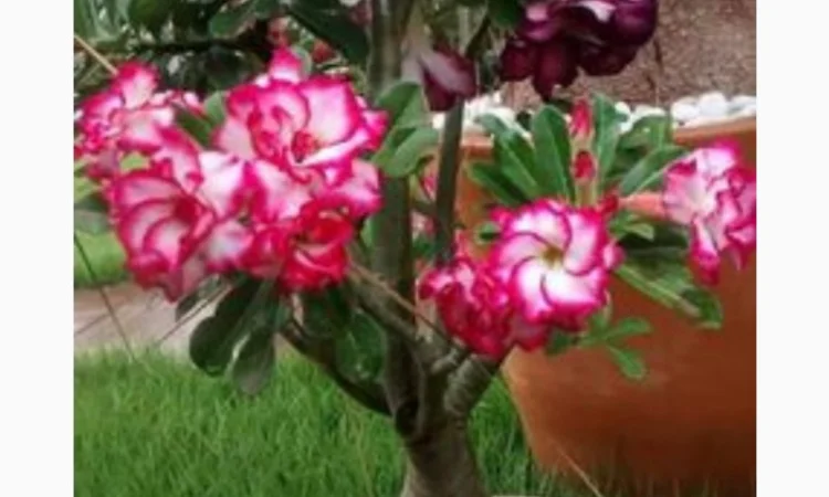 Мультипрививки махровых адениумов - фото № 3