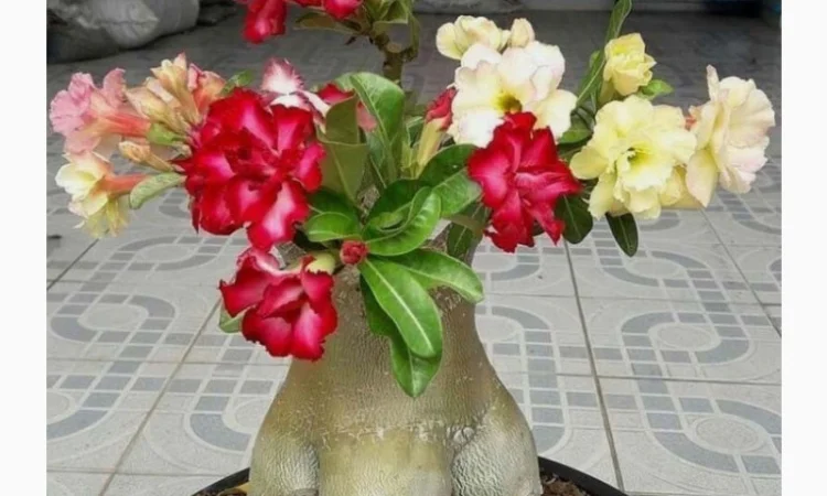 Мультипрививки махровых адениумов - фото № 4