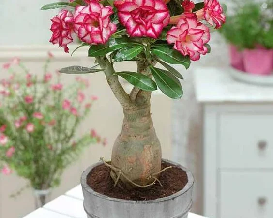 Привитые адениумы обессум - фото № 1