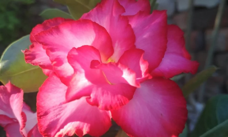 Привитые адениумы обессум - фото № 2