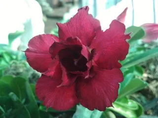 Привитые адениумы обессум - фото № 4