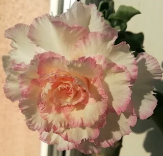 Привитые адениумы обессум - фото № 6