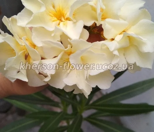 Олеандр белый махровый MONT BLANC - фото № 5