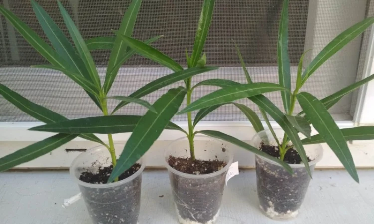 Олеандр белый махровый MONT BLANC - фото № 9