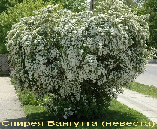 Спирея «Goldflame» декоративный кустарник - фото № 6