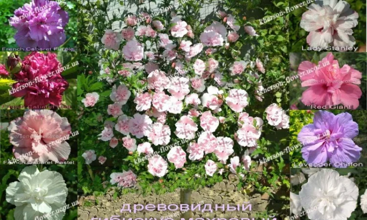 Спирея «Goldflame» декоративный кустарник - фото № 14