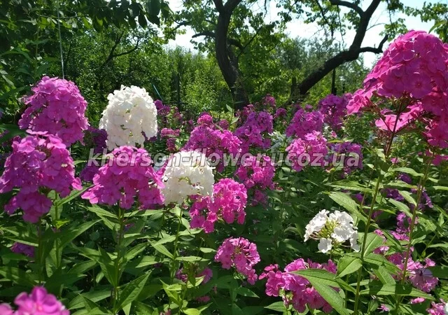 Флоксы многолетние высокорослые метельчатые - фото № 1
