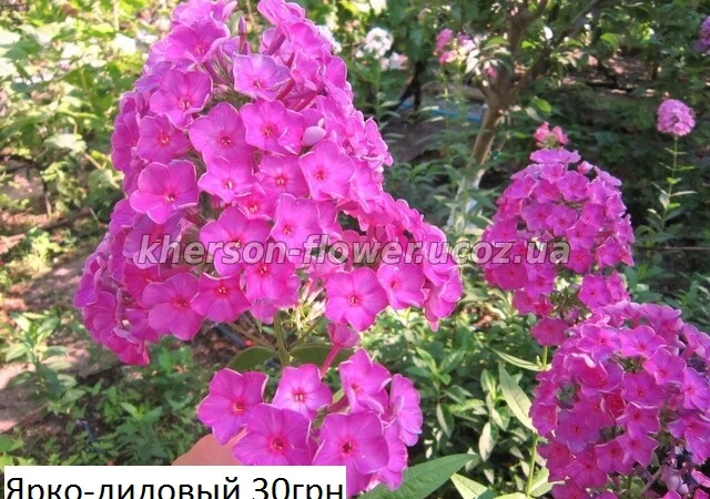 Флоксы многолетние высокорослые метельчатые - фото № 3