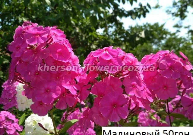 Флоксы многолетние высокорослые метельчатые - фото № 4