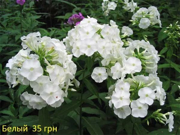 Флоксы многолетние высокорослые метельчатые - фото № 5