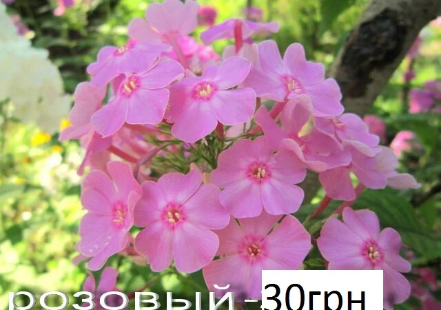 Флоксы многолетние высокорослые метельчатые - фото № 6