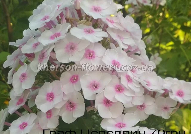 Флоксы многолетние высокорослые метельчатые - фото № 7