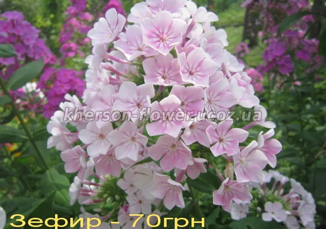 Флоксы многолетние высокорослые метельчатые - фото № 8