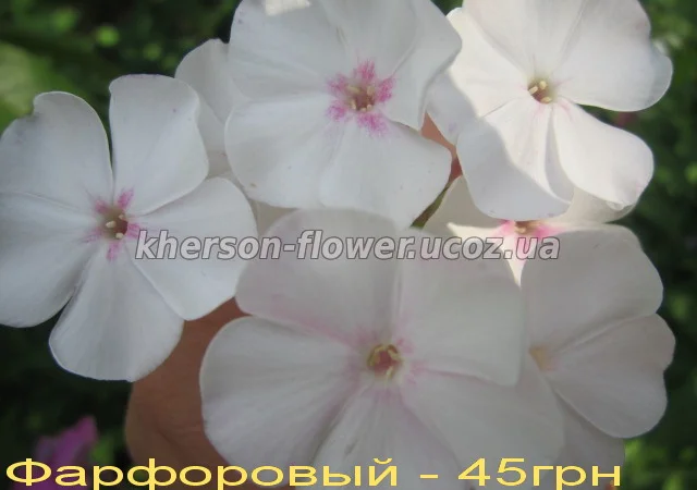 Флоксы многолетние высокорослые метельчатые - фото № 9