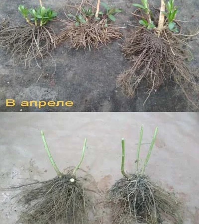 Флоксы многолетние высокорослые метельчатые - фото № 10