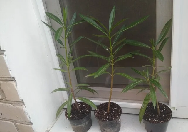 Олеандр махровый LOUIS POUGET нежно-розового цвета - фото № 8