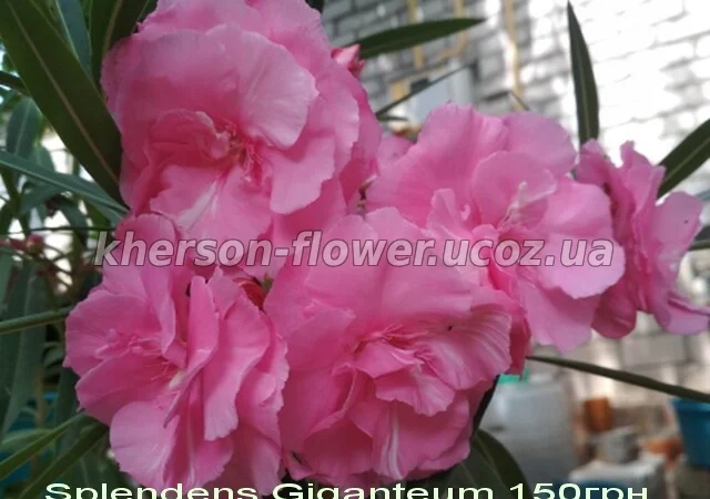 Олеандр ярко-розовый махровый SPLENDENS GIGANTEUM - фото № 1