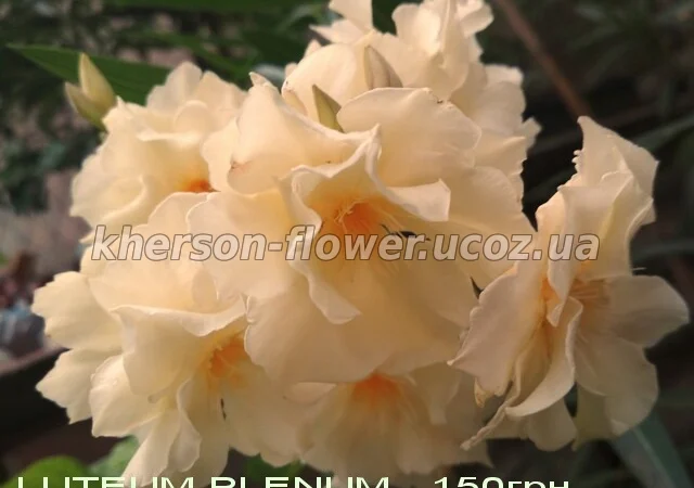 Олеандр ярко-розовый махровый SPLENDENS GIGANTEUM - фото № 4