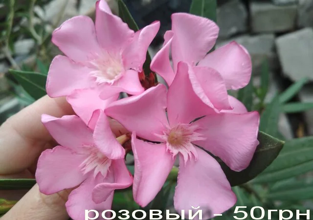 Олеандр ярко-розовый махровый SPLENDENS GIGANTEUM - фото № 9