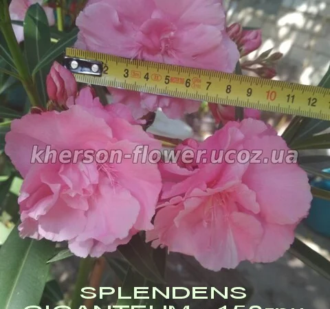 Олеандр ярко-розовый махровый SPLENDENS GIGANTEUM - фото № 2