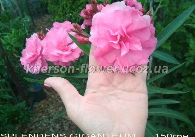 Олеандр ярко-розовый махровый SPLENDENS GIGANTEUM - фото № 3
