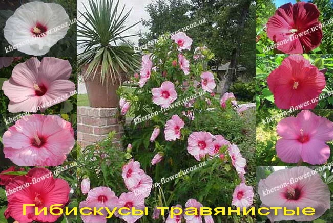 Гибискусы гибридные травянистые кустовые - фото № 1