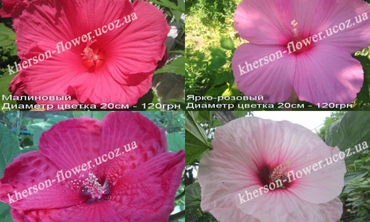 Гибискусы гибридные травянистые кустовые - фото № 2