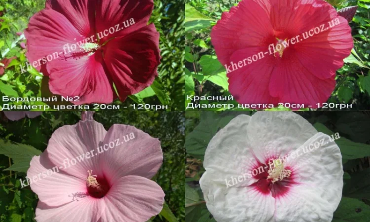 Гибискусы гибридные травянистые кустовые - фото № 3