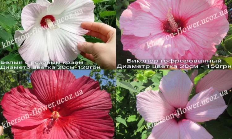 Гибискусы гибридные травянистые кустовые - фото № 4