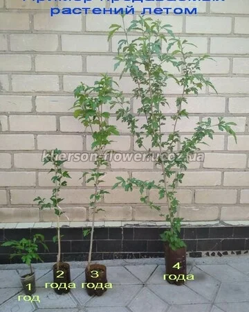 Гибискусы древовидные махровые 18 сортов - фото № 8