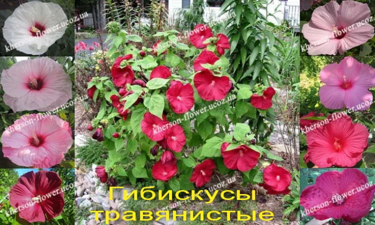Гибискусы древовидные махровые 18 сортов - фото № 11
