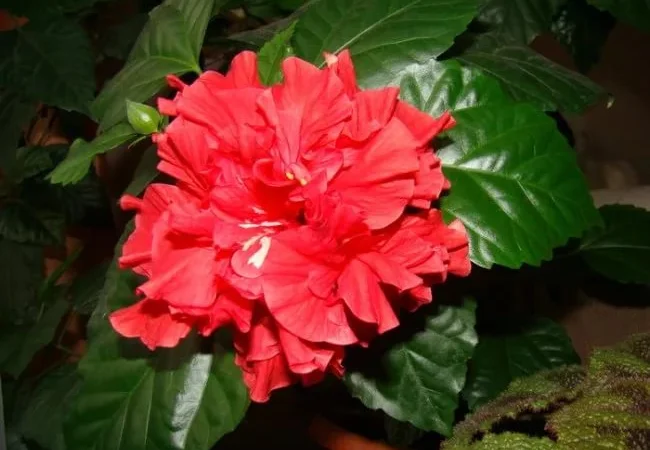 Гибискусы древовидные махровые 18 сортов - фото № 12